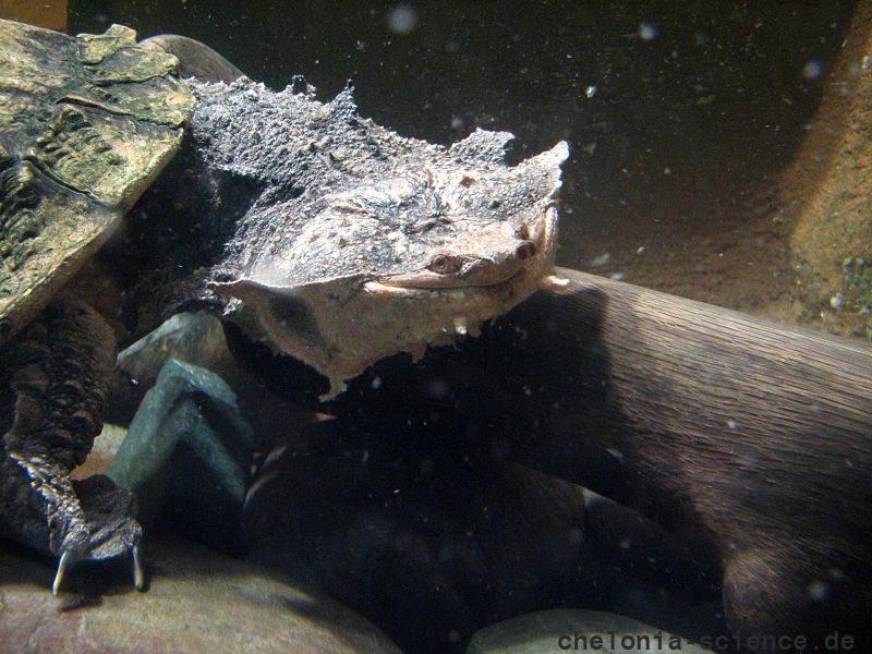 Fransenschildkröte, Chelus fimbriatus, – © Hans-Jürgen Bidmon Fransenschildkröte, Chelus fimbriatus, – © Hans-Jürgen Bidmon