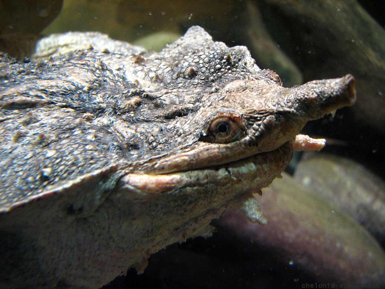 Fransenschildkröte, Chelus fimbriatus, – © Hans-Jürgen Bidmon