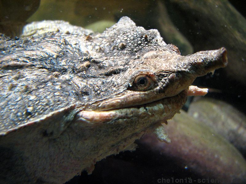 Fransenschildkröte, Chelus fimbriatus, – © Hans-Jürgen Bidmon Fransenschildkröte, Chelus fimbriatus, – © Hans-Jürgen Bidmon