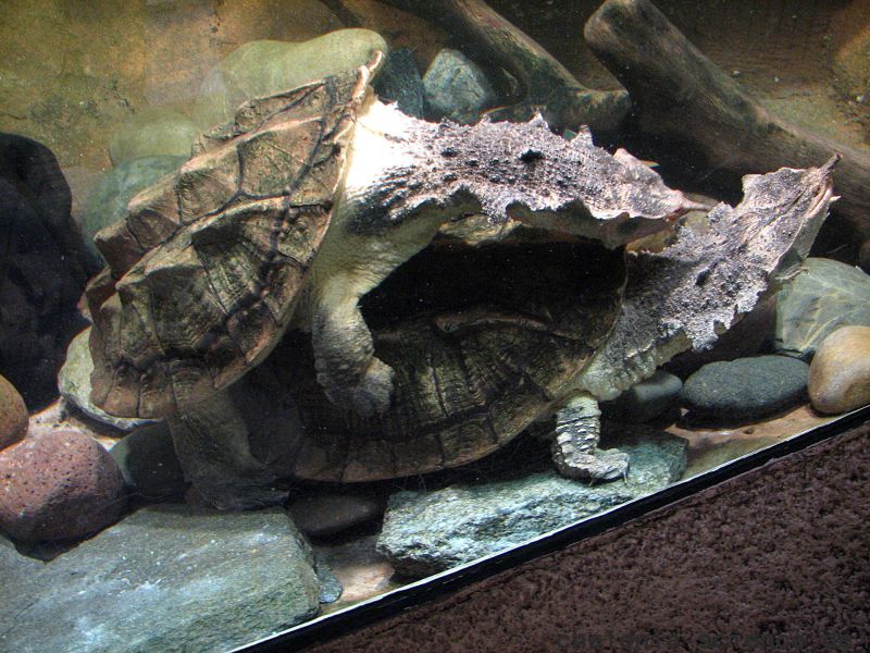 Fransenschildkröte, Chelus fimbriatus, Kopulation – © Hans-Jürgen Bidmon Fransenschildkröte, Chelus fimbriatus, Kopulation – © Hans-Jürgen Bidmon