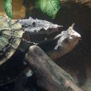 Fransenschildkröte, Chelus fimbriatus, Kopulation – © Hans-Jürgen Bidmon Fransenschildkröte, Chelus fimbriatus, Kopulation – © Hans-Jürgen Bidmon