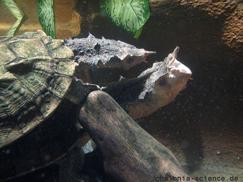 Fransenschildkröte, Chelus fimbriatus, Kopulation – © Hans-Jürgen Bidmon Fransenschildkröte, Chelus fimbriatus, Kopulation – © Hans-Jürgen Bidmon