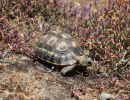 Afrikanische Schnabelbrustschildkröte, Chersina angulata, Fundort: Namaqualand, Northern Cape, South Africa – © Victor Loehr