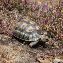 Afrikanische Schnabelbrustschildkröte, Chersina angulata, Fundort: Namaqualand, Northern Cape, South Africa – © Victor Loehr