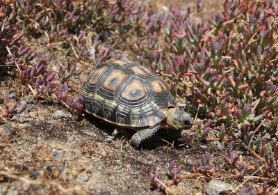 Afrikanische Schnabelbrustschildkröte, Chersina angulata, – © Victor Loehr