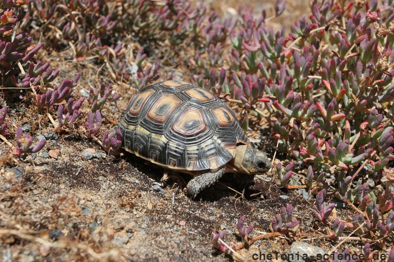 Afrikanische Schnabelbrustschildkröte, Chersina angulata, Fundort: Namaqualand, Northern Cape, South Africa – © Victor Loehr Afrikanische Schnabelbrustschildkröte, Chersina angulata, Fundort: Namaqualand, Northern Cape, South Africa – © Victor Loehr