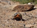 Afrikanische Schnabelbrustschildkröte, Chersina angulata, frisst Blüten der Albuca sp. (Spargelgewächse), Fundort: Namaqualand, Northern Cape, South Africa – © Victor Loehr