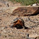 Afrikanische Schnabelbrustschildkröte, Chersina angulata, frisst Blüten der Albuca sp. (Spargelgewächse), Fundort: Namaqualand, Northern Cape, South Africa – © Victor Loehr