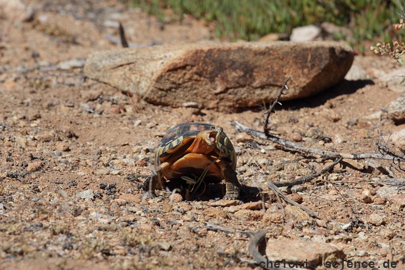 Afrikanische Schnabelbrustschildkröte, Chersina angulata, frisst Blüten der Albuca sp. (Spargelgewächse), Fundort: Namaqualand, Northern Cape, South Africa – © Victor Loehr Afrikanische Schnabelbrustschildkröte, Chersina angulata, frisst Blüten der Albuca sp. (Spargelgewächse), Fundort: Namaqualand, Northern Cape, South Africa – © Victor Loehr