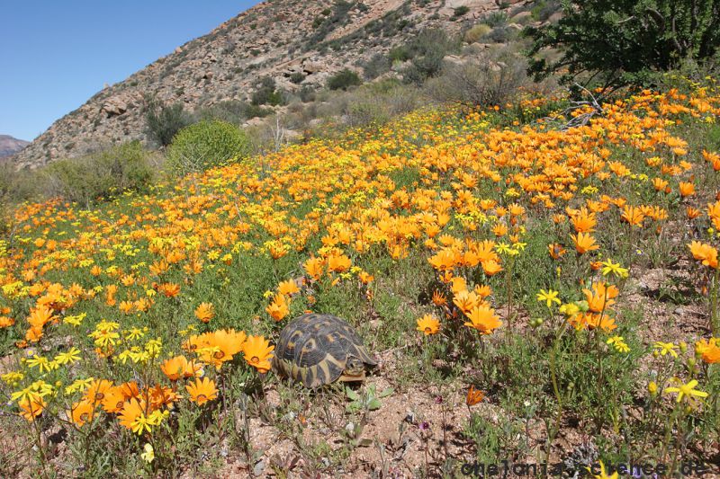 Afrikanische Schnabelbrustschildkröte, Chersina angulata, Fundort: Namaqualand, Northern Cape, South Africa – © Victor Loehr Afrikanische Schnabelbrustschildkröte, Chersina angulata, Fundort: Namaqualand, Northern Cape, South Africa – © Victor Loehr