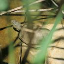 Mittelländische Sumpfschildkröte, Emys orbicularis galloitalica, Fundort: Calabria, Italy – © Victor Loehr