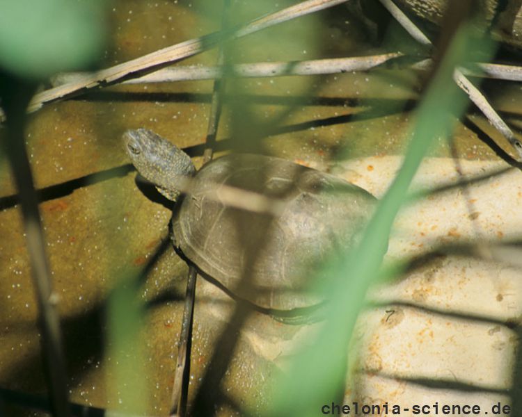 Mittelländische Sumpfschildkröte, Emys orbicularis galloitalica, Fundort: Calabria, Italy – © Victor Loehr Mittelländische Sumpfschildkröte, Emys orbicularis galloitalica, Fundort: Calabria, Italy – © Victor Loehr