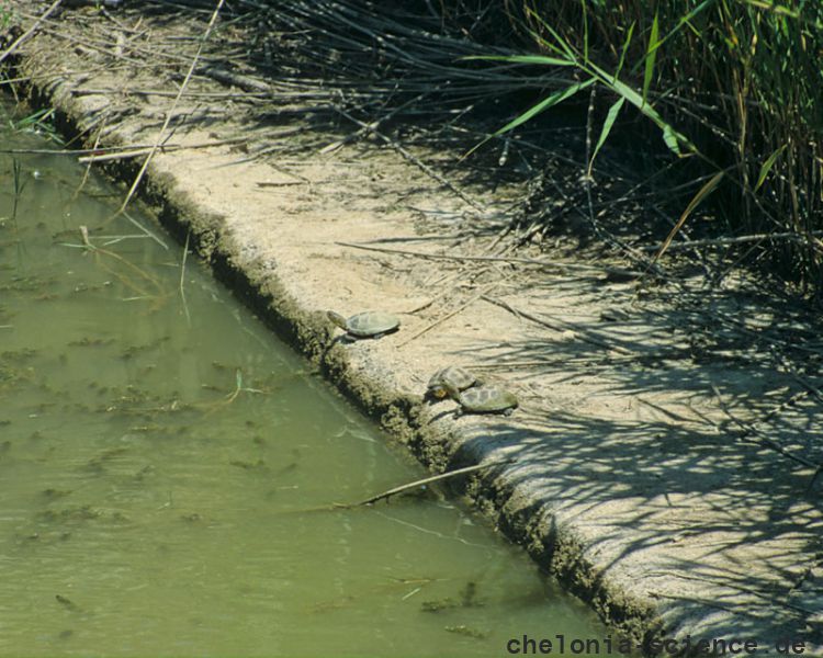 Mittelländische Sumpfschildkröte, Emys orbicularis galloitalica, im Habitat, Fundort: Calabria, Italy – © Victor Loehr Mittelländische Sumpfschildkröte, Emys orbicularis galloitalica, im Habitat, Fundort: Calabria, Italy – © Victor Loehr