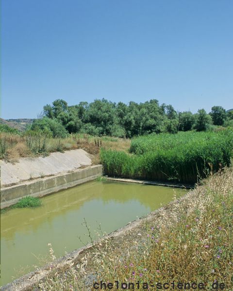 Habitat der Mittelländischen Sumpfschildkröte, Emys orbicularis galloitalica, Fundort: Calabria, Italy – © Victor Loehr Habitat der Mittelländischen Sumpfschildkröte, Emys orbicularis galloitalica, Fundort: Calabria, Italy – © Victor Loehr