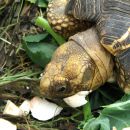 Burma-Sternschildkröte, Geochelone platynota, frisst Speisechampignonabschnitte (Agaricus bisporus) – © Hans-Jürgen Bidmon