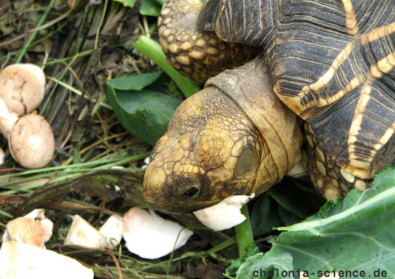 Burma-Sternschildkröte, Geochelone platynota, frisst Speisechampignonabschnitte (Agaricus bisporus) – © Hans-Jürgen Bidmon Burma-Sternschildkröte, Geochelone platynota, frisst Speisechampignonabschnitte (Agaricus bisporus) – © Hans-Jürgen Bidmon