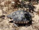 Kalifornische Gopherschildkröte, Gopherus agassizii, – © H. Bradley Shaffer