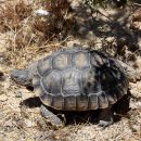 Kalifornische Gopherschildkröte, Gopherus agassizii, – © H. Bradley Shaffer