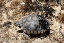 Kalifornische Gopherschildkr&ouml;te, Gopherus agassizii, &ndash; &copy; H. Bradley Shaffer