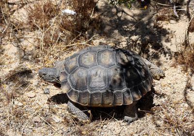 Kalifornische Gopherschildkröte, Gopherus agassizii, – © H. Bradley Shaffer