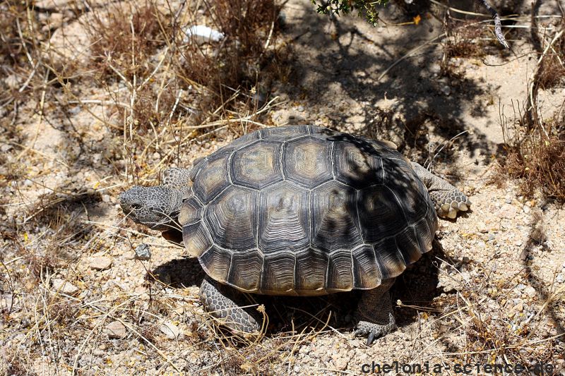 Kalifornische Gopherschildkröte, Gopherus agassizii, – © H. Bradley Shaffer Kalifornische Gopherschildkröte, Gopherus agassizii, – © H. Bradley Shaffer