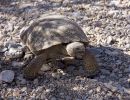 Kalifornische Gopherschildkröte, Gopherus agassizii, – © H. Bradley Shaffer