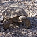 Kalifornische Gopherschildkröte, Gopherus agassizii, – © H. Bradley Shaffer