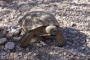 Kalifornische Gopherschildkr&ouml;te, Gopherus agassizii, &ndash; &copy; H. Bradley Shaffer