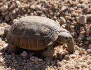 Kalifornische Gopherschildkröte, Gopherus agassizii, – © H. Bradley Shaffer