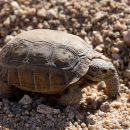 Kalifornische Gopherschildkröte, Gopherus agassizii, – © H. Bradley Shaffer Kalifornische Gopherschildkröte, Gopherus agassizii, – © H. Bradley Shaffer