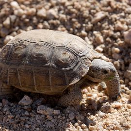 Kalifornische Gopherschildkröte, Gopherus agassizii, – © H. Bradley Shaffer