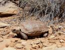 Boulengers Flachschildkröte, Homopus boulengeri, ein männliches Exemplar, Fundort: Northern Cape, South Africa – © Victor Loehr