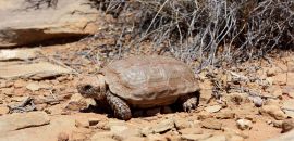 Boulengers Flachschildkröte, Homopus boulengeri, ein männliches Exemplar, Fundort: Northern Cape, South Africa – © Victor Loehr