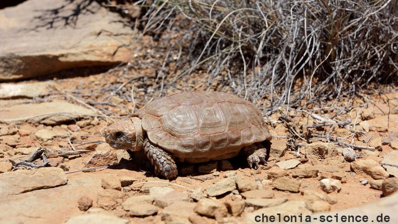 Boulengers Flachschildkröte, Homopus boulengeri, ein männliches Exemplar, Fundort: Northern Cape, South Africa – © Victor Loehr Boulengers Flachschildkröte, Homopus boulengeri, ein männliches Exemplar, Fundort: Northern Cape, South Africa – © Victor Loehr