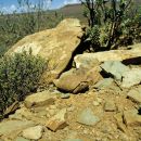 Boulengers Flachschildkröte, Homopus boulengeri, im Habitat, Fundort: Northern Cape, South Africa – © Victor Loehr