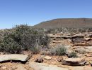 Boulengers Flachschildkröte, Homopus boulengeri, ein Männchen im Habitat, Fundort: Northern Cape, South Africa – © Victor Loehr