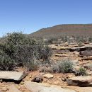 Boulengers Flachschildkröte, Homopus boulengeri, ein Männchen im Habitat, Fundort: Northern Cape, South Africa – © Victor Loehr