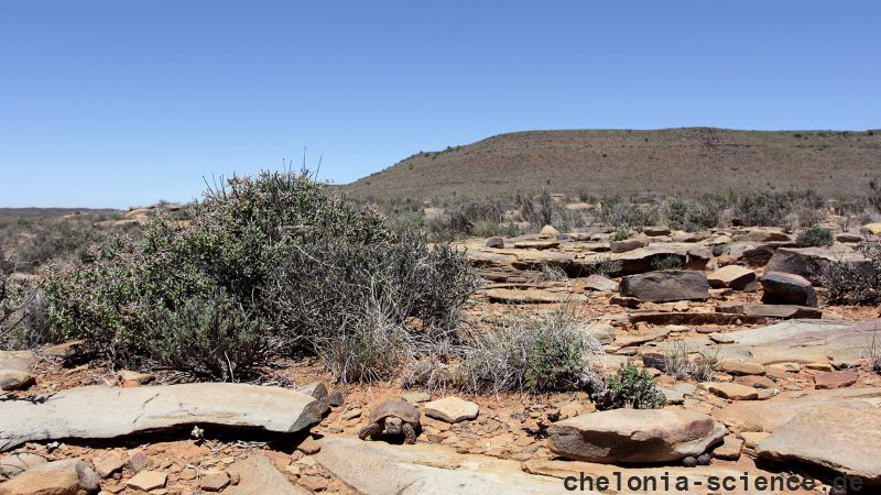 Boulengers Flachschildkröte, Homopus boulengeri, ein Männchen im Habitat, Fundort: Northern Cape, South Africa – © Victor Loehr Boulengers Flachschildkröte, Homopus boulengeri, ein Männchen im Habitat, Fundort: Northern Cape, South Africa – © Victor Loehr