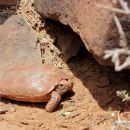 Boulengers Flachschildkröte, Homopus boulengeri, ein weibliches Tier, Fundort: Northern Cape, South Africa – © Victor Loehr