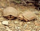 Boulengers Flachschildkröte, Homopus boulengeri, ein Pärchen, Fundort: Northern Cape, South Africa – © Victor Loehr