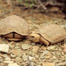 Boulengers Flachschildkröte, Homopus boulengeri, ein Pärchen, Fundort: Northern Cape, South Africa – © Victor Loehr