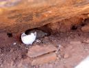 Boulengers Flachschildkröte, Homopus boulengeri, ein Schlüpfling sitzt neben seiner Eierschale, Fundort: Northern Cape, South Africa – © Victor Loehr