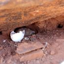 Boulengers Flachschildkröte, Homopus boulengeri, ein Schlüpfling sitzt neben seiner Eierschale, Fundort: Northern Cape, South Africa – © Victor Loehr