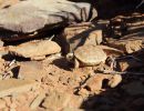 Boulengers Flachschildkröte, Homopus boulengeri, ein Schlüpfling, Fundort: Northern Cape, South Africa – © Victor Loehr