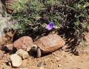 Boulengers Flachschildkröte, Homopus boulengeri, ein juveniles Tier, Fundort: Northern Cape, South Africa – © Victor Loehr