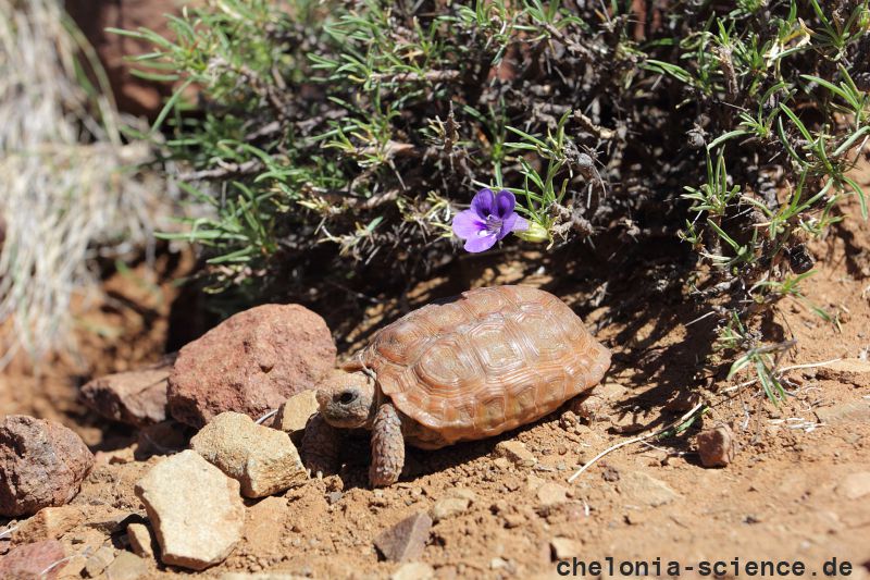 Boulengers Flachschildkröte, Homopus boulengeri, ein juveniles Tier, Fundort: Northern Cape, South Africa – © Victor Loehr Boulengers Flachschildkröte, Homopus boulengeri, ein juveniles Tier, Fundort: Northern Cape, South Africa – © Victor Loehr