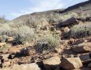 Boulengers Flachschildkröte, Homopus boulengeri, ein Weibchen mit Transponder, Fundort: Northern Cape, South Africa – © Victor Loehr