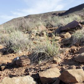 Boulengers Flachschildkröte, Homopus boulengeri, ein Weibchen mit Transponder, Fundort: Northern Cape, South Africa – © Victor Loehr