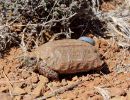 Boulengers Flachschildkröte, Homopus boulengeri, ein Männchen mit Transponder, Fundort: Northern Cape, South Africa – © Victor Loehr