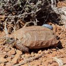 Boulengers Flachschildkröte, Homopus boulengeri, ein Männchen mit Transponder, Fundort: Northern Cape, South Africa – © Victor Loehr